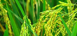 創(chuàng)新大米口感好，營(yíng)養(yǎng)豐富！ 